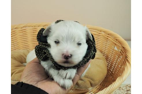 成約済の埼玉県のマルチーズ-122950の1枚目